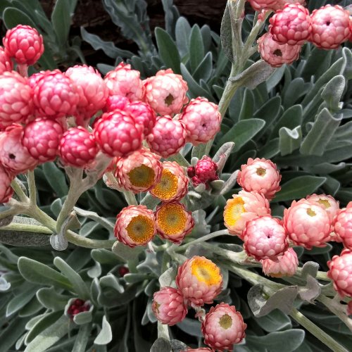 Helychrysum 'Ruby cluster'