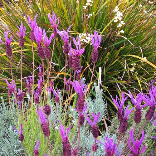 Lavandula stoechas et Libertia grandiflora