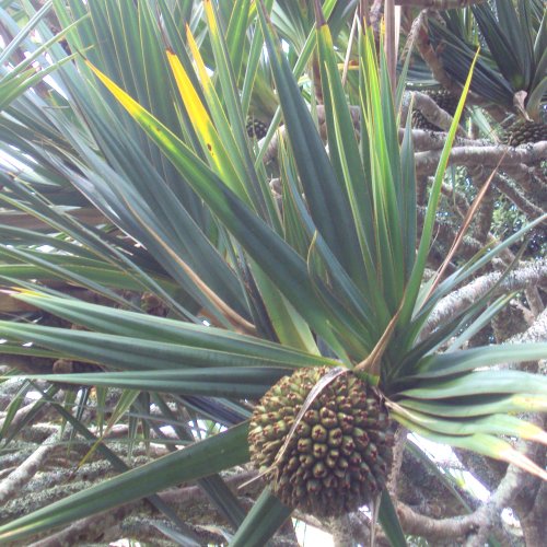 Pandanus Tectorius